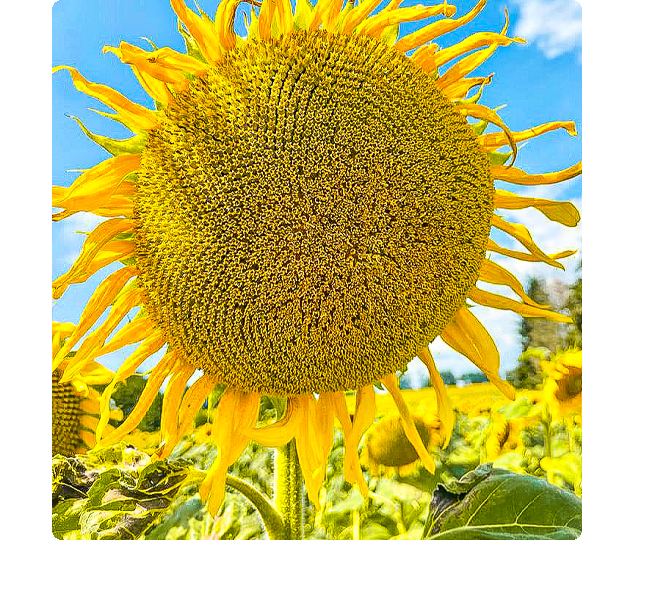 Sunflower - sumbol of Project Sunflowers